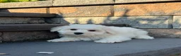 Bichon Frise dogs for sale: Bella  - Ad 2