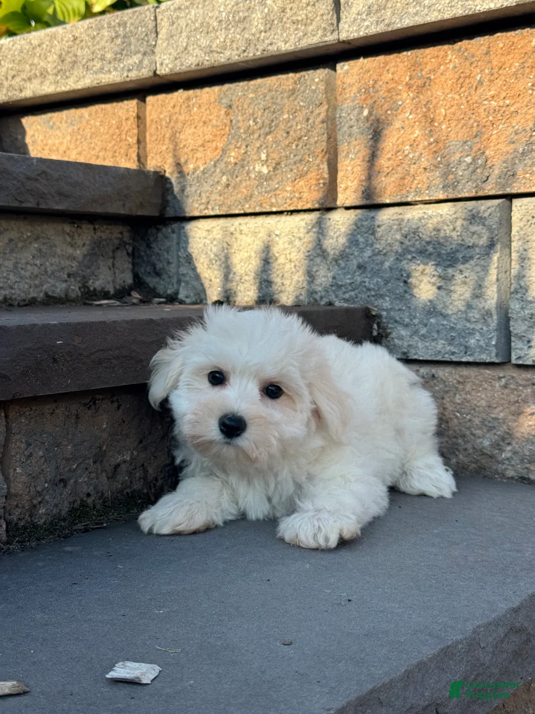 Bichon Frise dogs for sale: Bella  - Ad 2