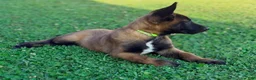 Belgian Malinois dogs for sale: AKC Belgian Malinois - Green Collar - Ad 2