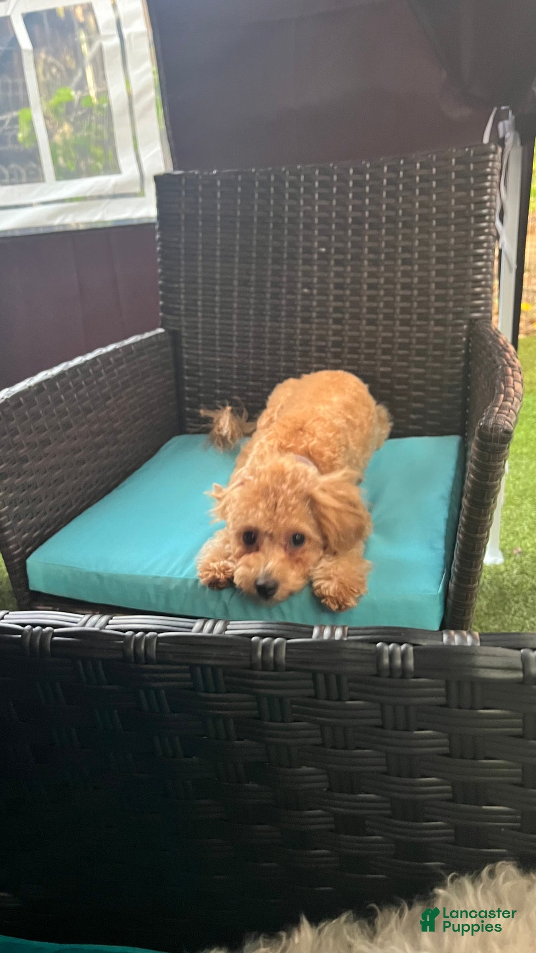 Bichpoo dogs for sale: Bichpoo Puppy 1 - Ad 5