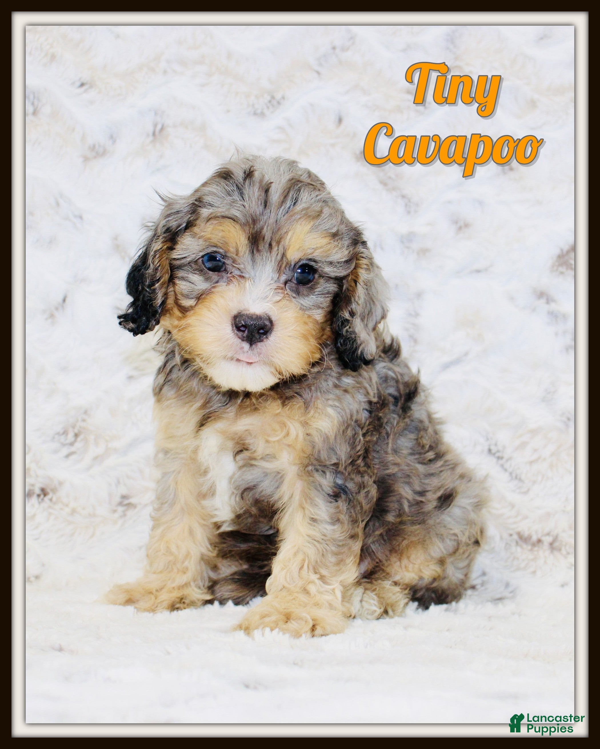 Cavapoo dogs for sale: Tiny - Ad 1
