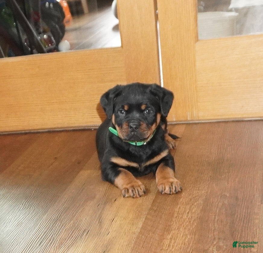 Rottweiler dogs Rocky - Ad 2