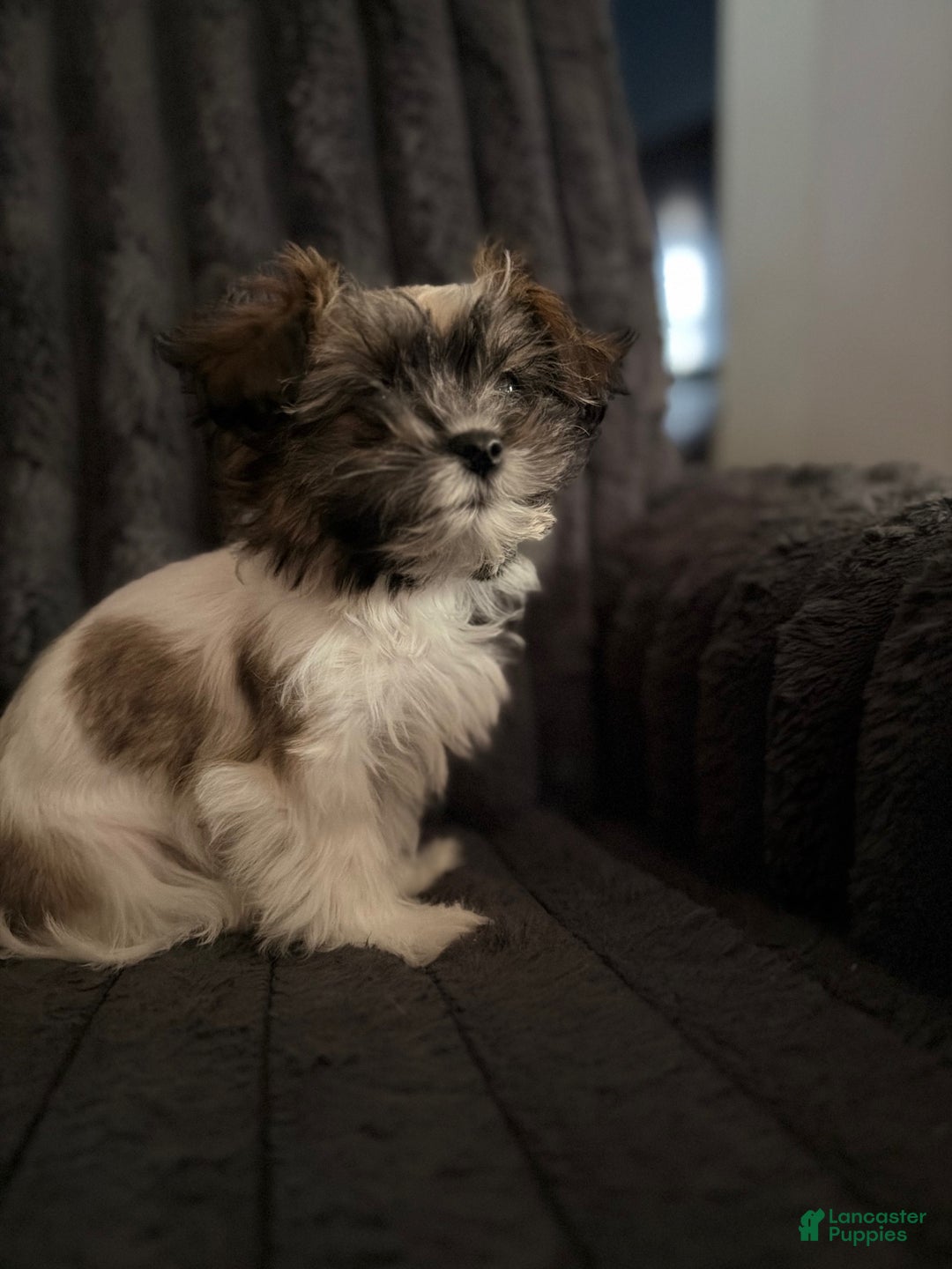 Mixed Breed dogs for sale: Mooshie - Ad 3