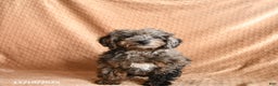 Mini Aussiedoodle dogs for sale: Snickers - Ad 2
