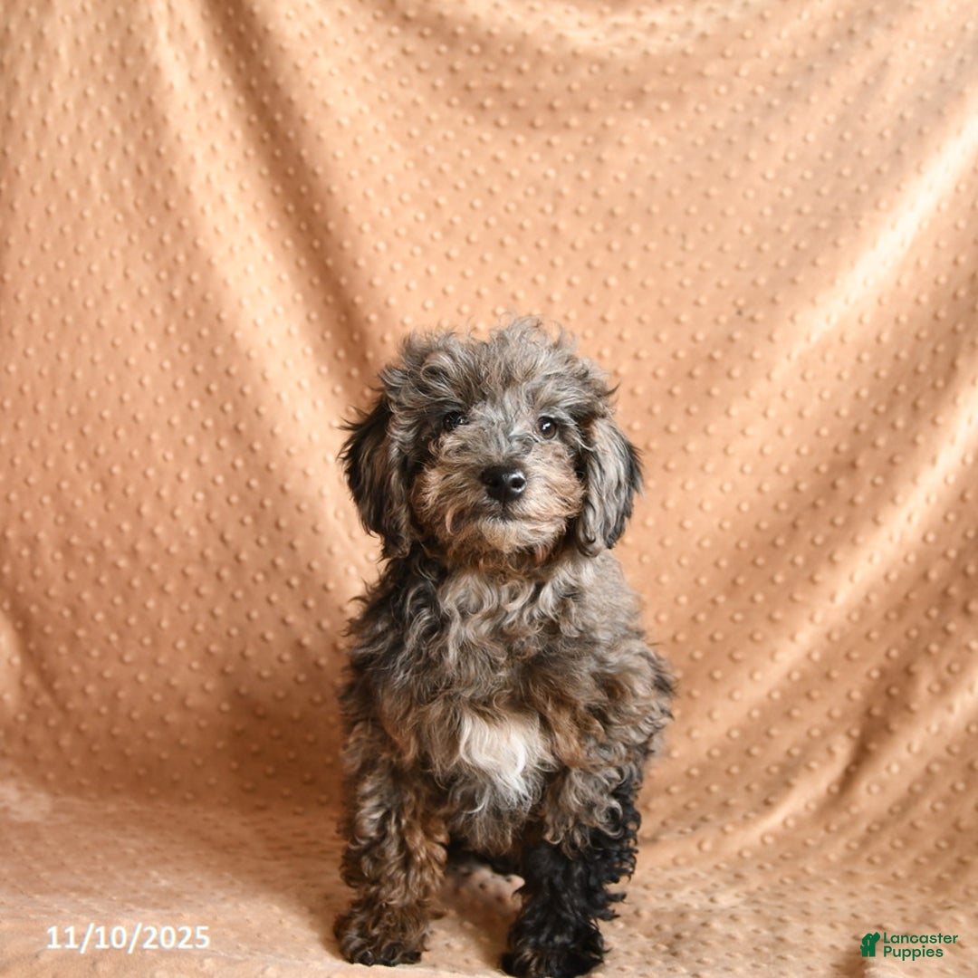 Mini Aussiedoodle dogs for sale: Snickers - Ad 2