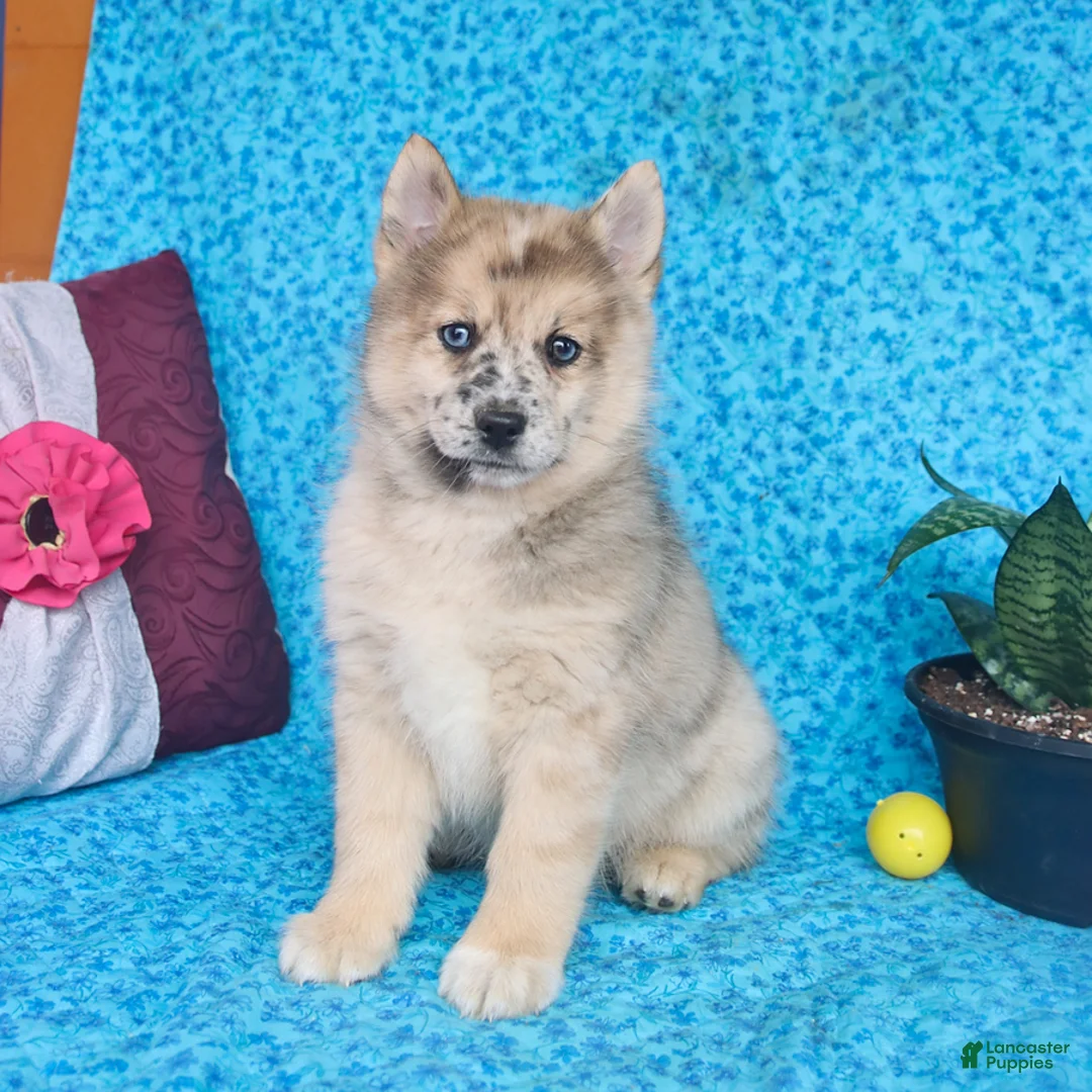 Pomsky dogs for sale: Ozzy - Ad 5