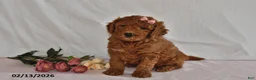 Mini Goldendoodle dogs for sale: Luna  - Ad 5