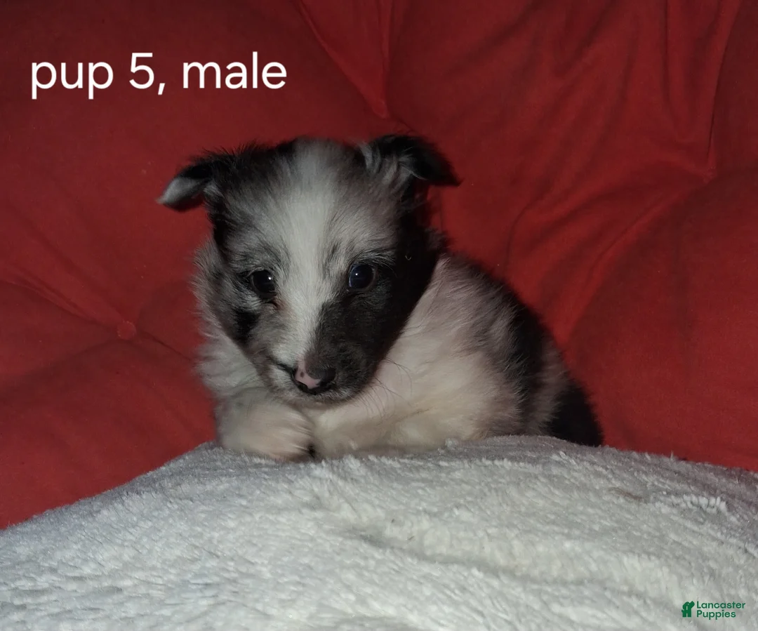 Shetland Sheepdog dogs for sale: Shetland Sheepdog Puppy 3 - Ad 1