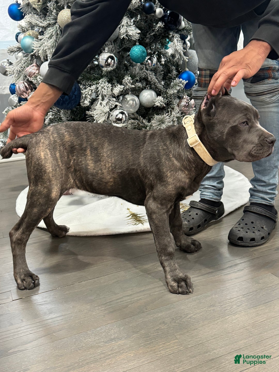 Cane Corso dogs for sale: Cane Corso Puppy 12 - Ad 1