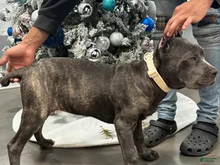 Cane Corso dogs Cane Corso Puppy 12 - Ad 8