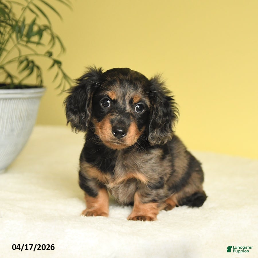 Miniature Dachshund dogs Justin - Ad 2