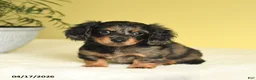 Miniature Dachshund dogs for sale: Justin - Ad 2