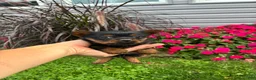 Yorkshire Terrier dogs for sale: Autumn - Ad 5