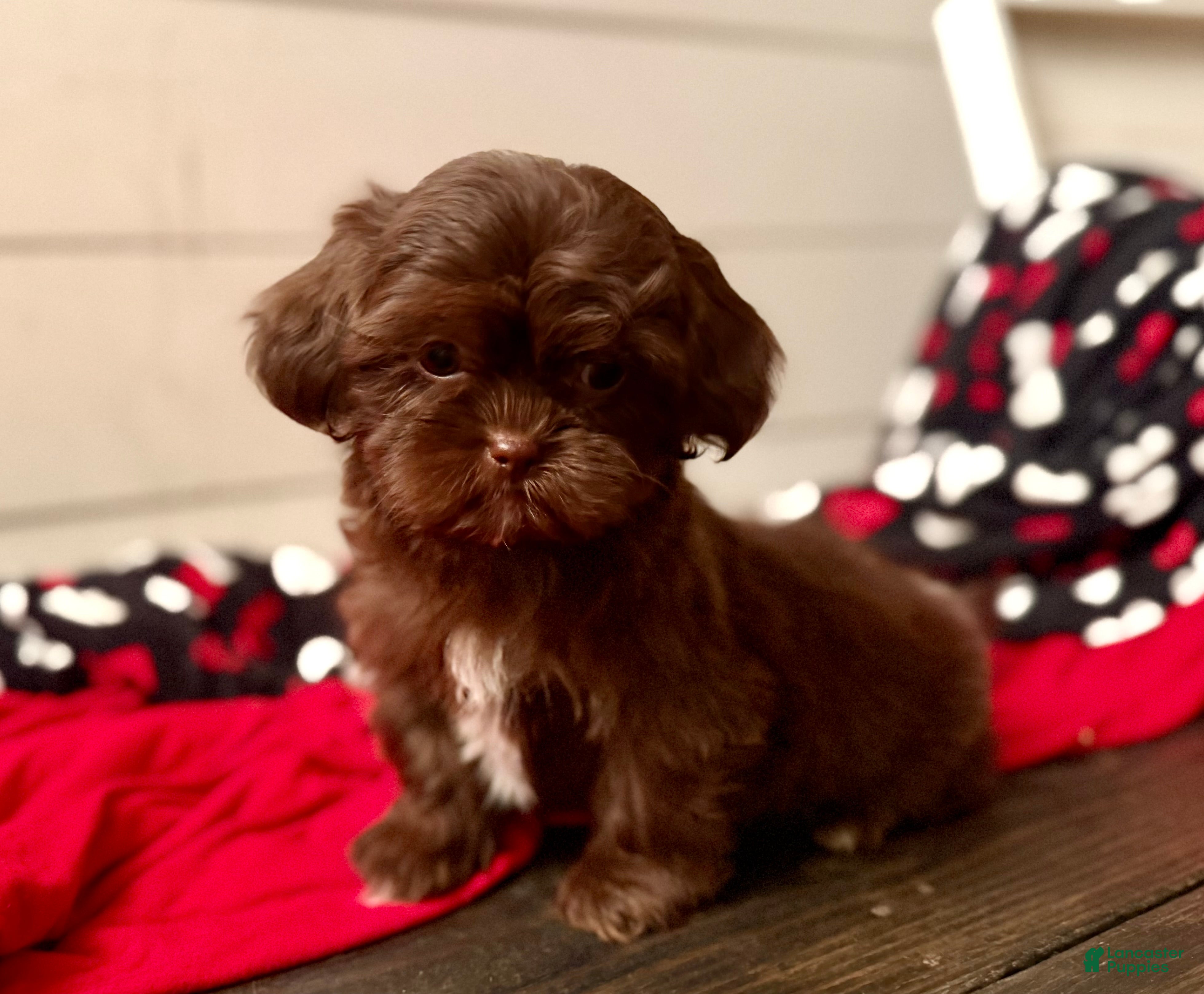 Shihpoo dogs Mila - Ad 14