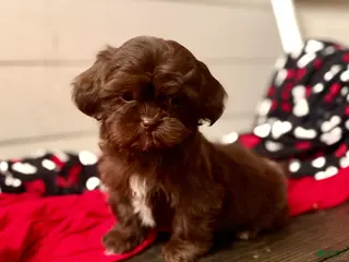 Shihpoo dogs Mila - Ad 18