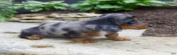 Miniature Dachshund dogs for sale: Gabby - Ad 4