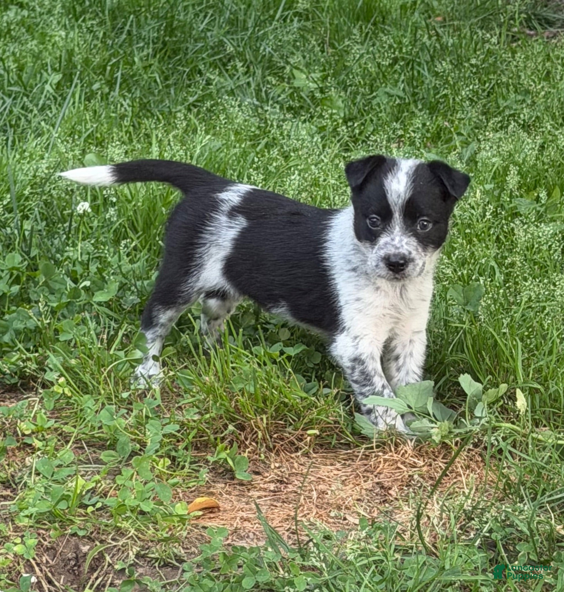 Mixed Breed dogs for sale: Puppy 1 - Ad 1