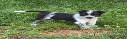 Mixed Breed dogs for sale: Puppy 1 - Ad 1