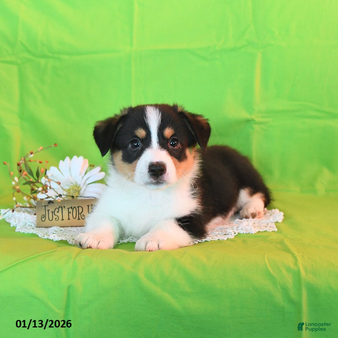 Welsh Corgi Pembroke dogs for sale: Prince    - Ad 5