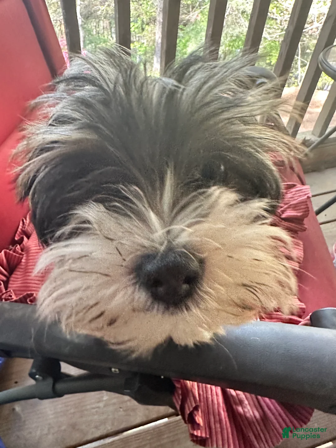 Yorkshire Terrier dogs for sale: Yorkshire Terrier Puppy 4 - Ad 2