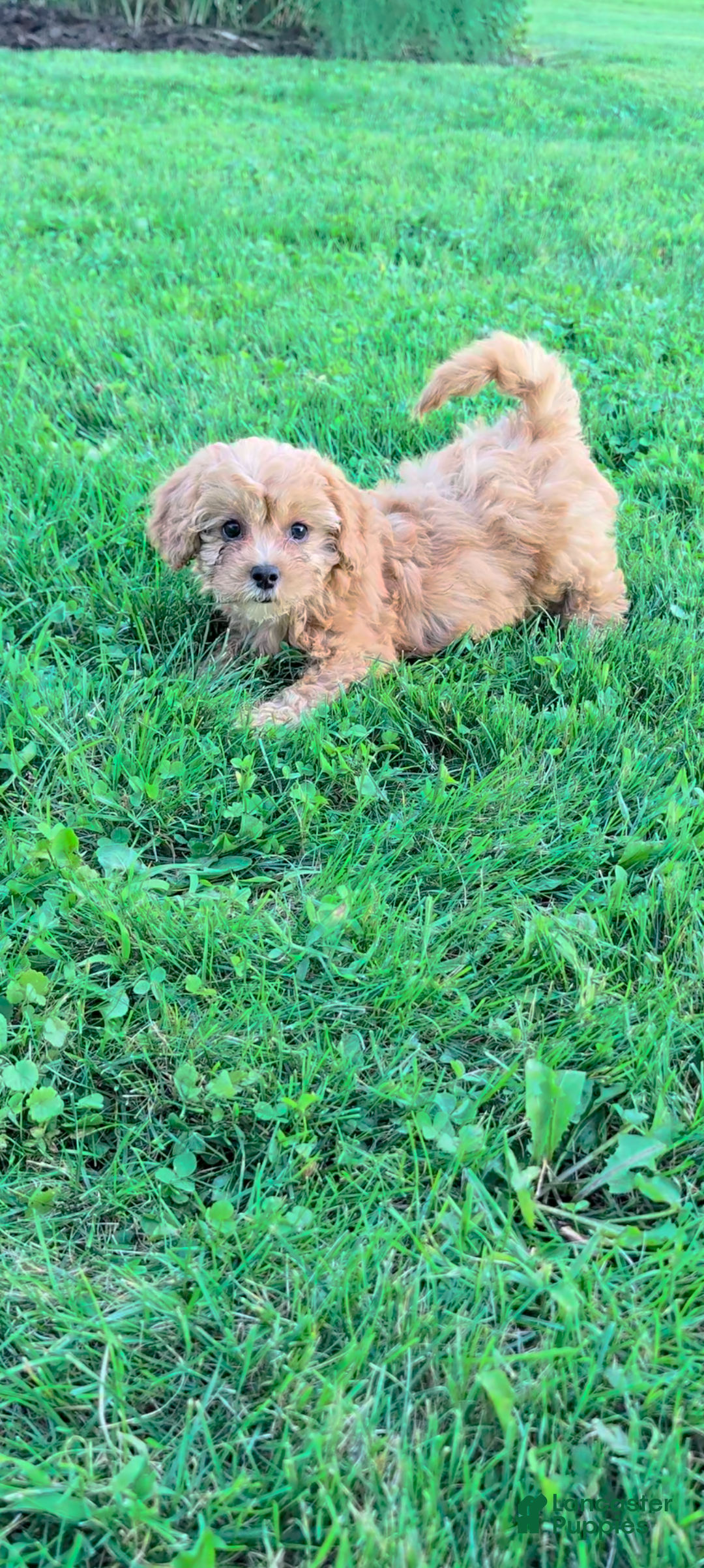 Cavapoo dogs Maggie  - Ad 2