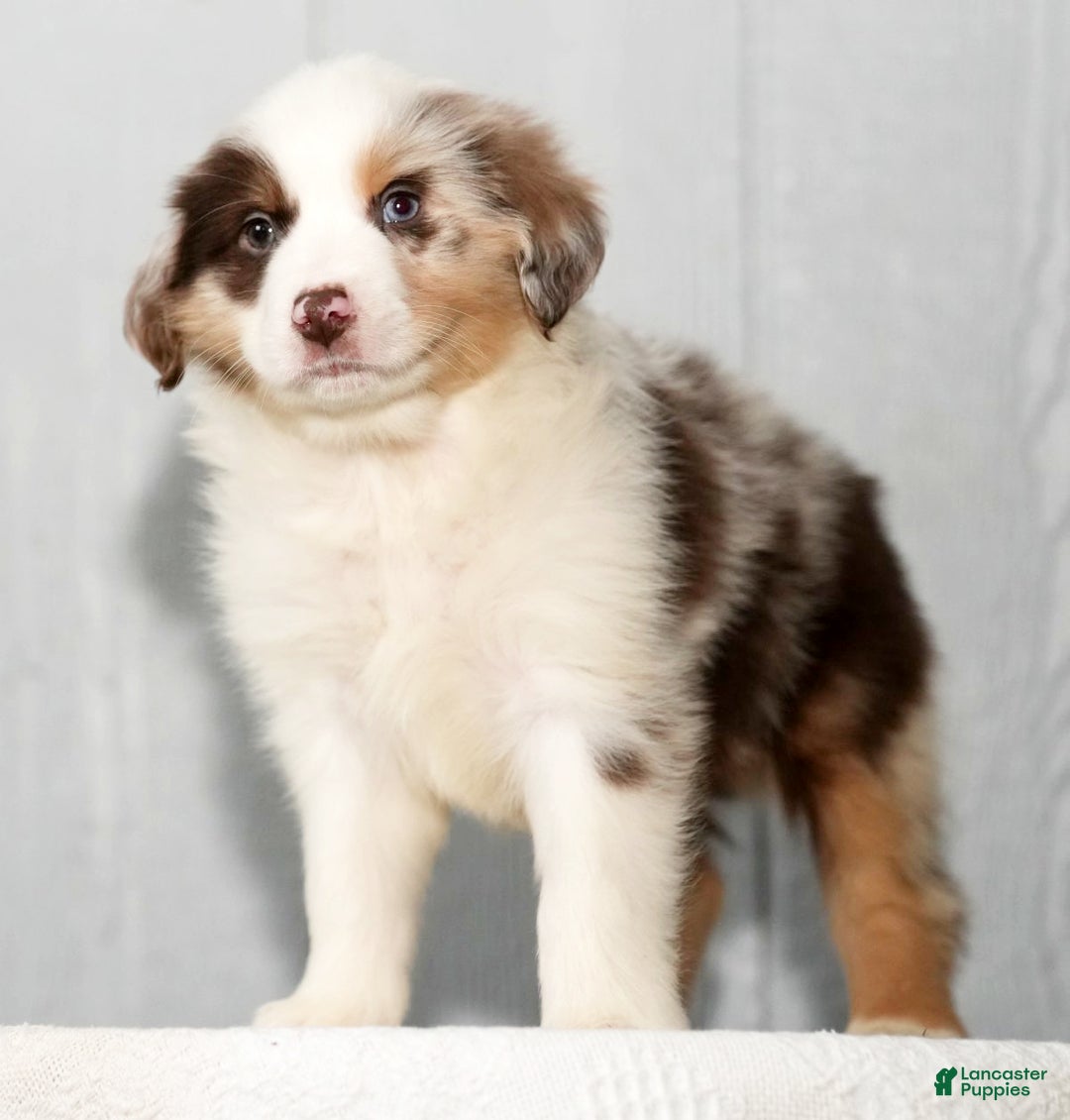 Miniature Australian Shepherd dogs for sale: Dexter - Ad 2