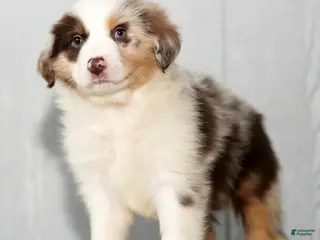 Miniature Australian Shepherd dogs Dexter - Ad 40