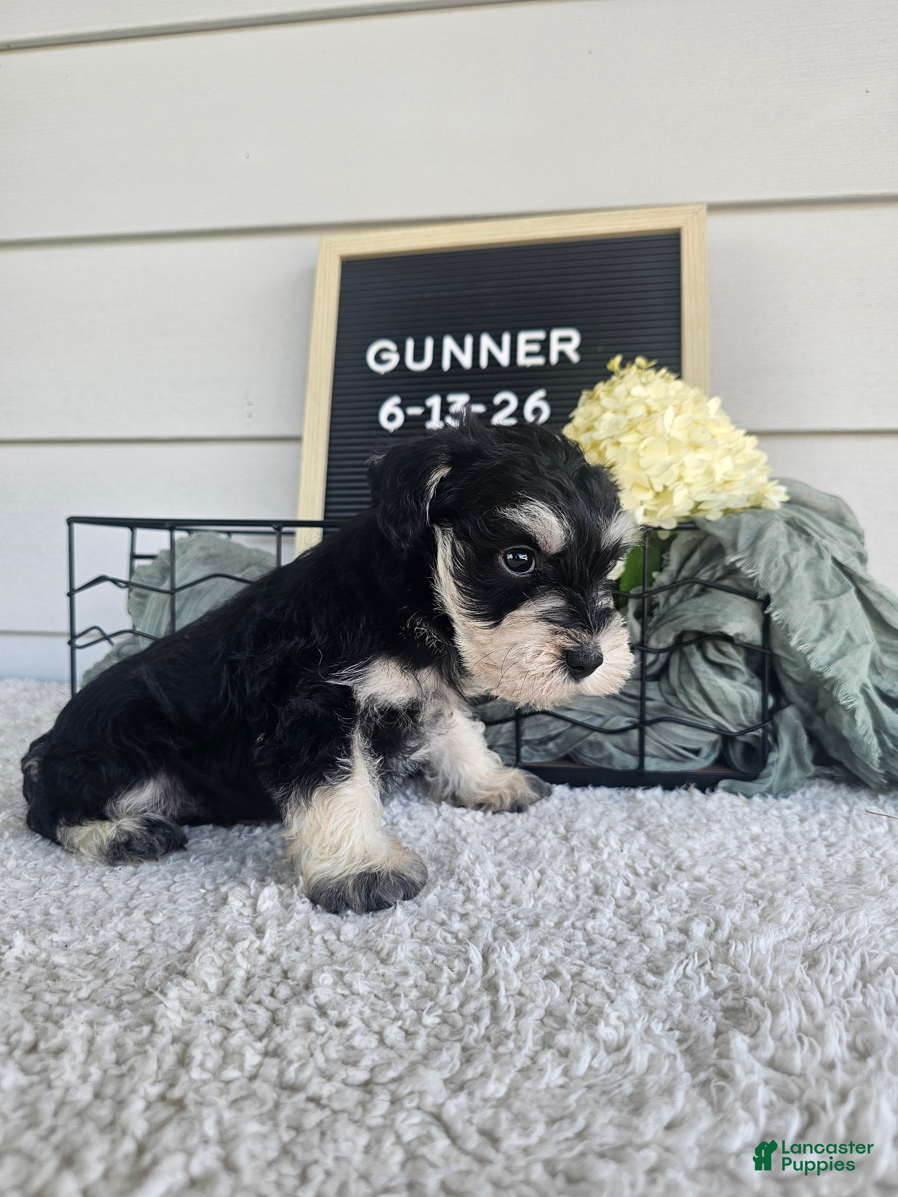 Miniature Schnauzer dogs Gunner - Ad 2