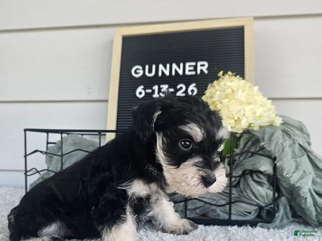 Miniature Schnauzer dogs Gunner - Ad 2