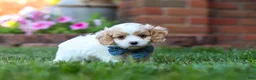 Cavapoo dogs for sale: Tracker - Ad 4