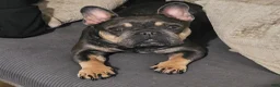 French Bulldog dogs for sale: French Bulldog Puppy 1 - Ad 3