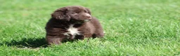 Newfoundland dogs for sale: Double Fudge - Ad 2