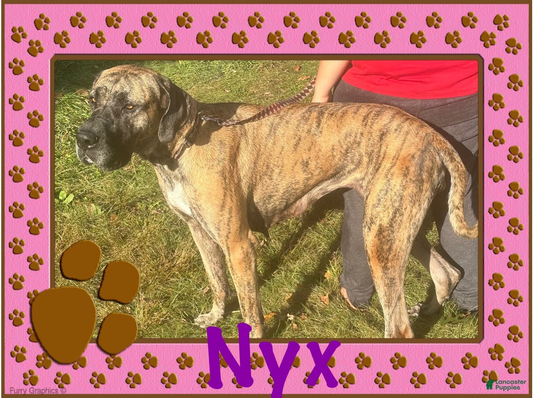 Great Dane dogs for sale: Howard - Ad 29