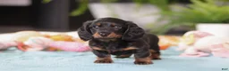 Dachshund dogs for sale: Ivy - Ad 5