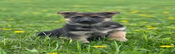 German Shepherd dogs for sale: Lulu - Ad 4