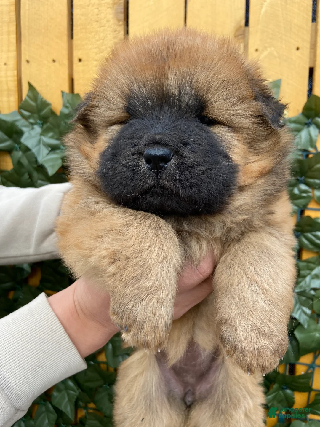 Chow Chow dogs for sale: Chow Chow Puppy 2 - Ad 1