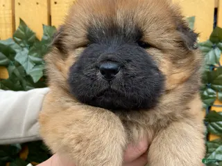 Chow Chow dogs Chow Chow Puppy 2 - Ad 4