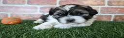 Shihpoo dogs for sale: Waylon - Ad 3
