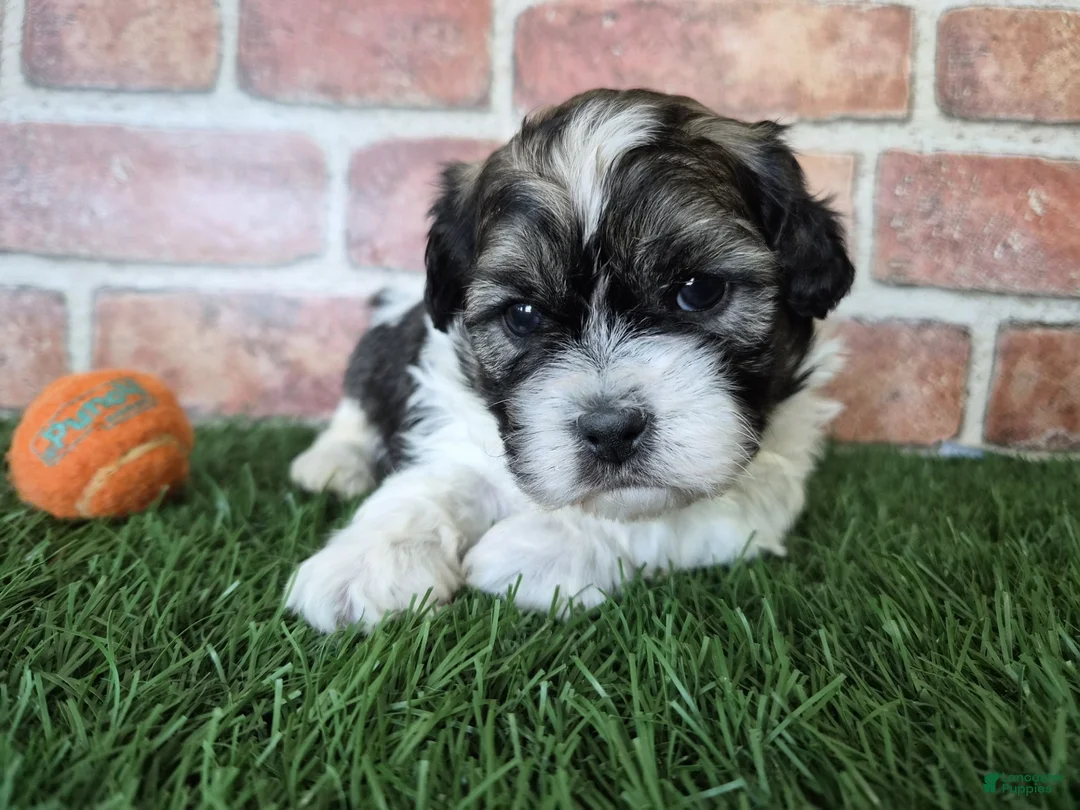 Shihpoo dogs for sale: Waylon - Ad 3