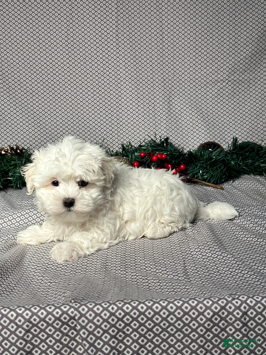 Maltese dogs for sale: Archie - Ad 3