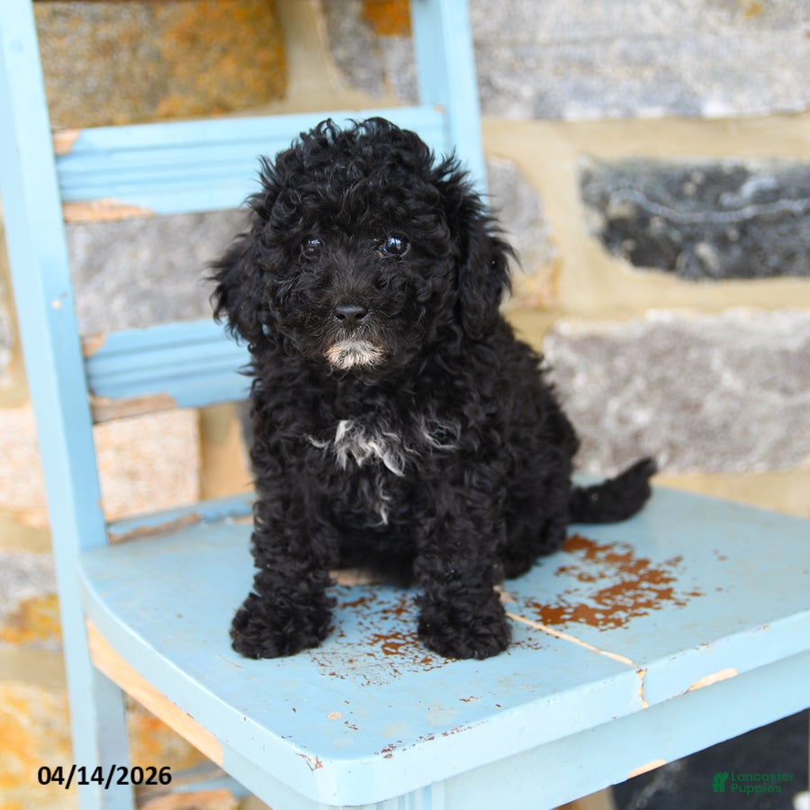 Mixed Breed dogs Bonnie - Ad 2