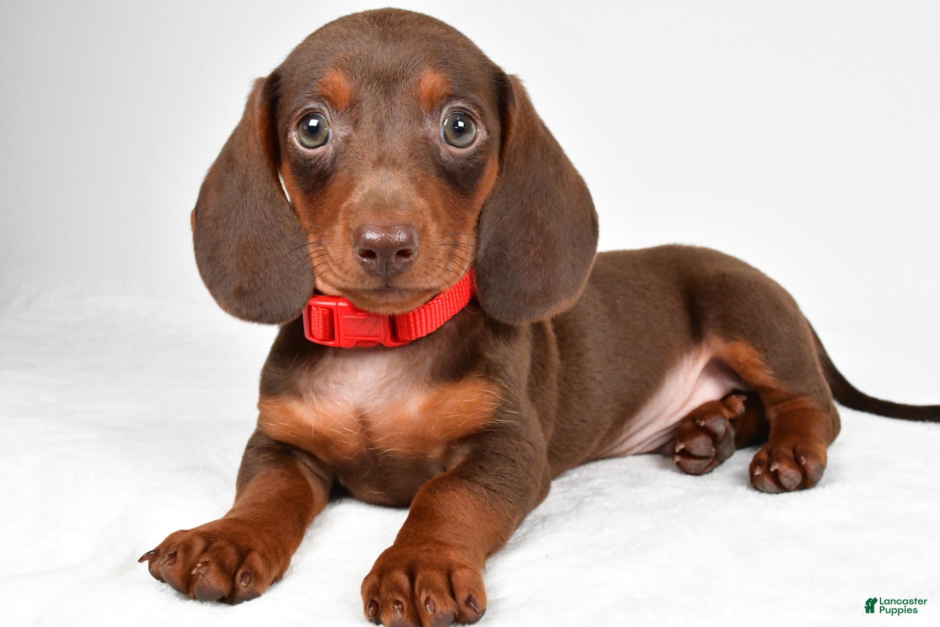 Miniature Dachshund dogs Avery - Ad 2