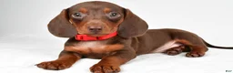 Miniature Dachshund dogs for sale: Avery - Ad 2