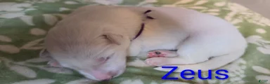 Zeus 