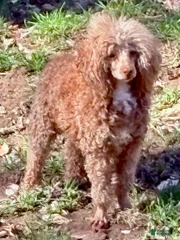 Teddy