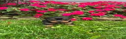 Yorkshire Terrier dogs for sale: Bobby - Ad 7