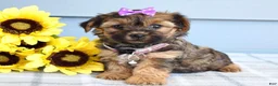 Yorkiepoo dogs for sale: Chloe  - Ad 2