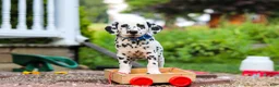 Dalmatian dogs for sale: Tasha - Ad 3