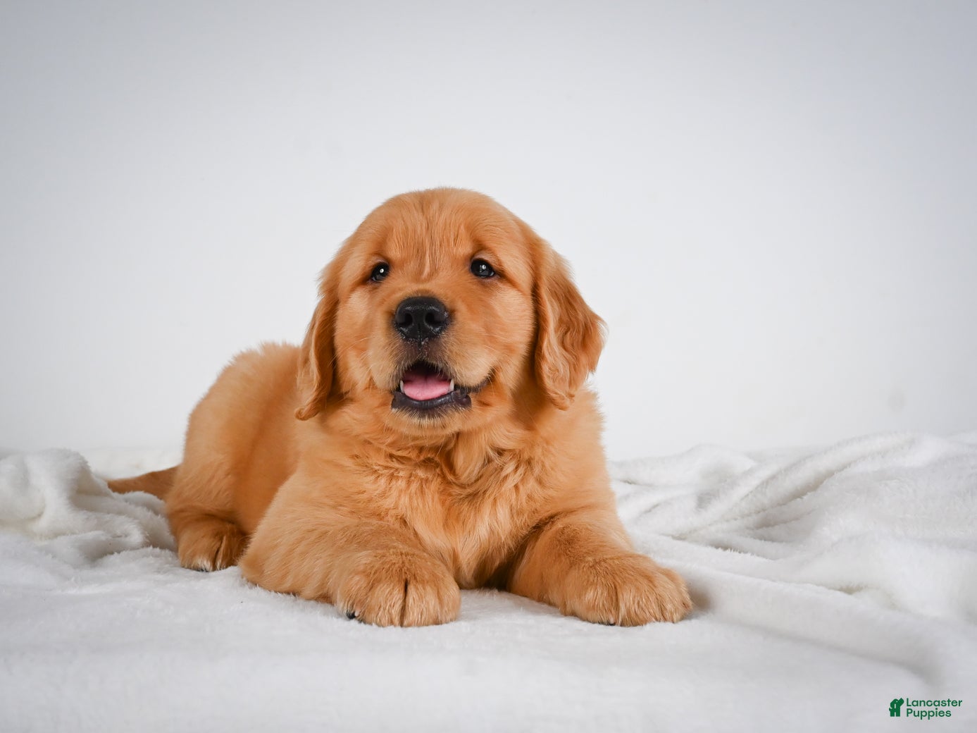 Golden Retriever dogs for sale: Rocky - Ad 3