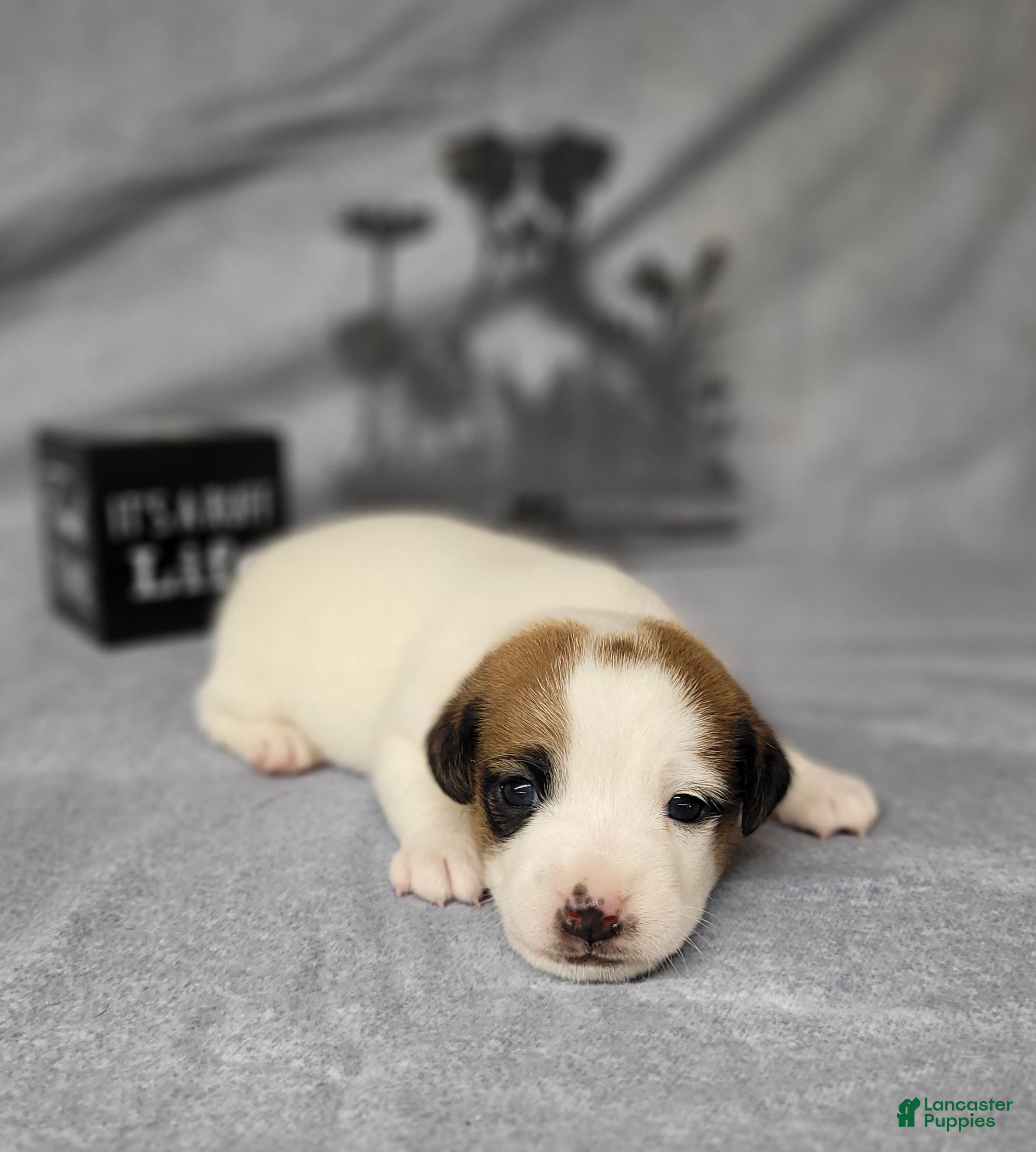 Jack Russell Terrier dogs NOX purebred CKC Registered  - Ad 20